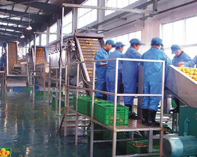 橙子生產(chǎn)現(xiàn)場