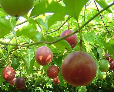 百香果、西番蓮加工生產線